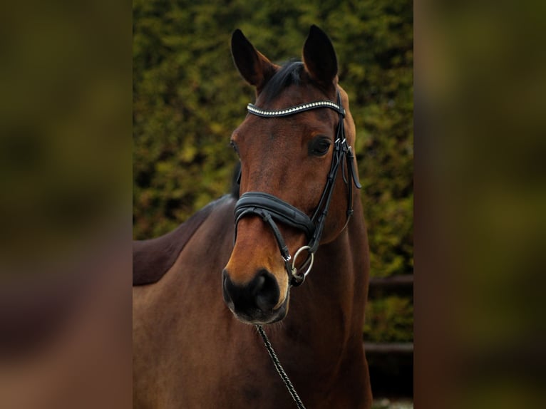 Duits sportpaard Ruin 15 Jaar 172 cm Donkerbruin in Leeuwarden