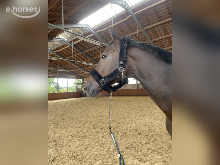 Duits sportpaard Ruin 15 Jaar 173 cm  in Roth