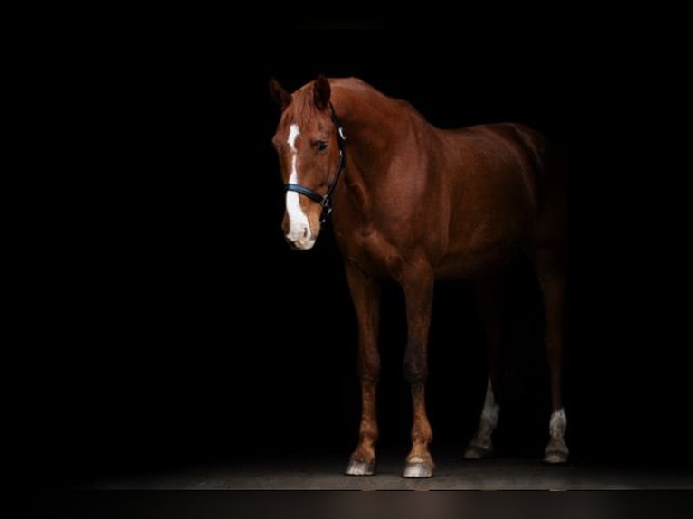 Duits sportpaard Ruin 15 Jaar 175 cm Vos in Lübbenau