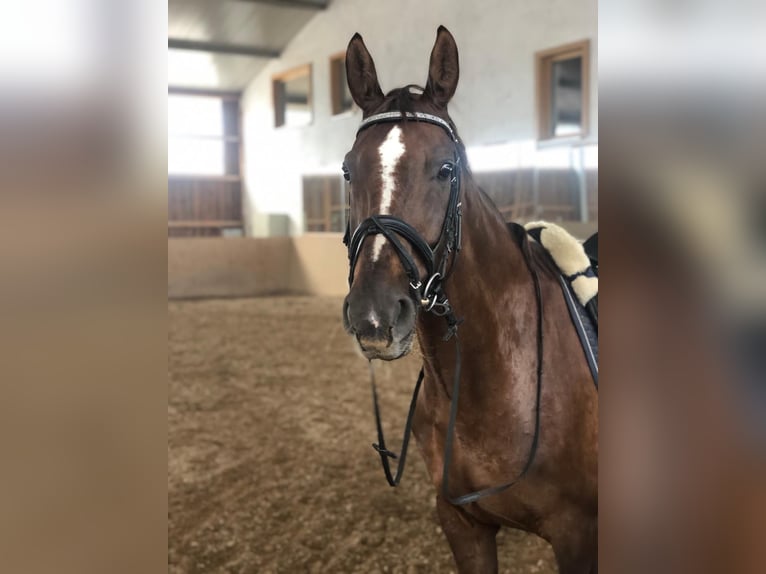 Duits sportpaard Ruin 16 Jaar 163 cm Donkere-vos in Erlangen