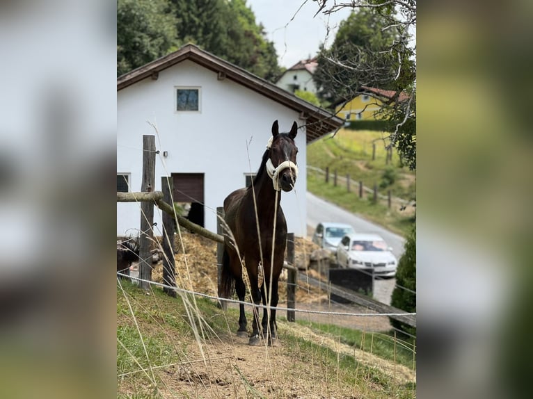 Duits sportpaard Ruin 16 Jaar 165 cm Donkerbruin in Klein-Preding