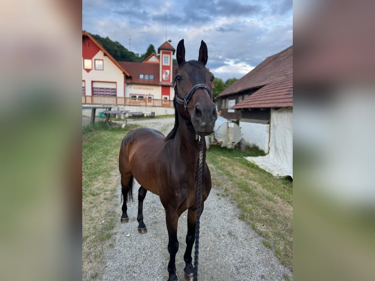 Duits sportpaard Ruin 16 Jaar 165 cm Donkerbruin in Klein-Preding