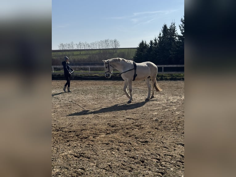 Duits sportpaard Ruin 16 Jaar 169 cm Schimmel in Jahnsdorf/ErzgebirgeLeukersdorf