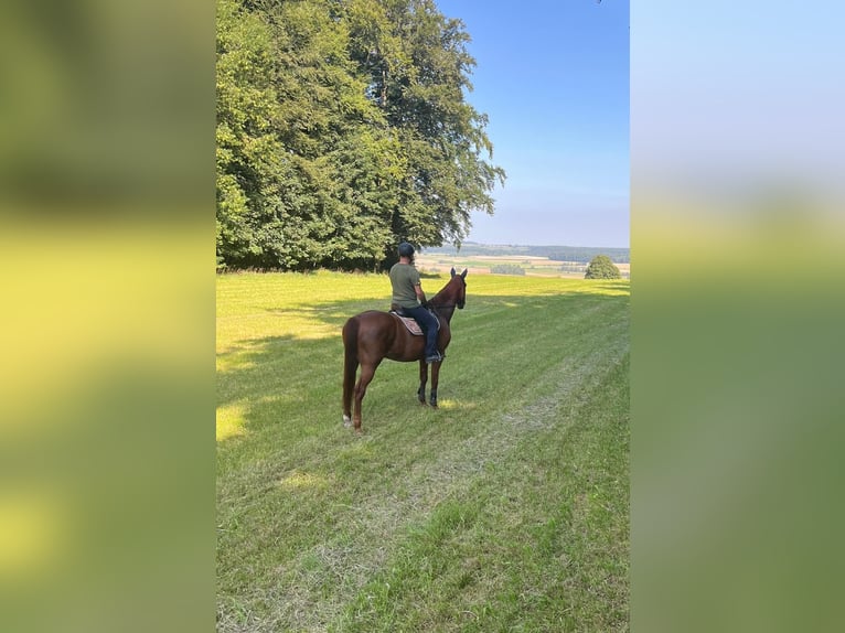 Duits sportpaard Ruin 16 Jaar 170 cm Vos in Ehingen an der Donau