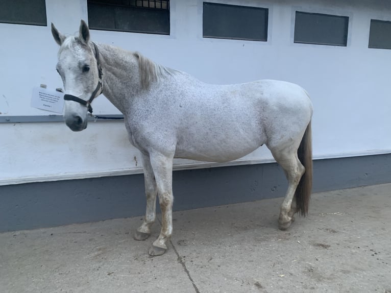 Duits sportpaard Ruin 16 Jaar 174 cm Vliegenschimmel in Seeheim-Jugenheim