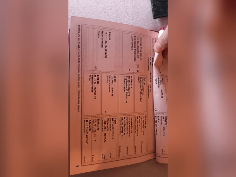 Duits sportpaard Ruin 16 Jaar 175 cm Bruin in Steffenberg