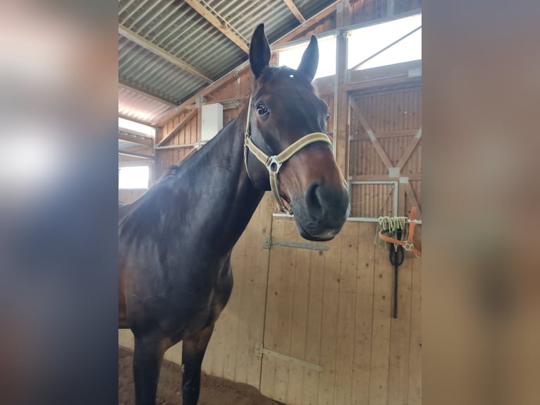 Duits sportpaard Ruin 16 Jaar 175 cm Bruin in Steffenberg