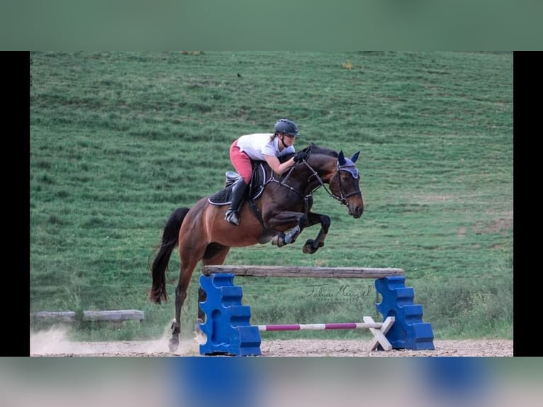 Duits sportpaard Ruin 16 Jaar 175 cm Bruin in Steffenberg