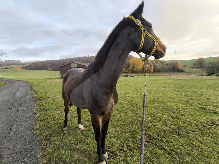 Duits sportpaard Ruin 16 Jaar 175 cm Bruin in Steffenberg