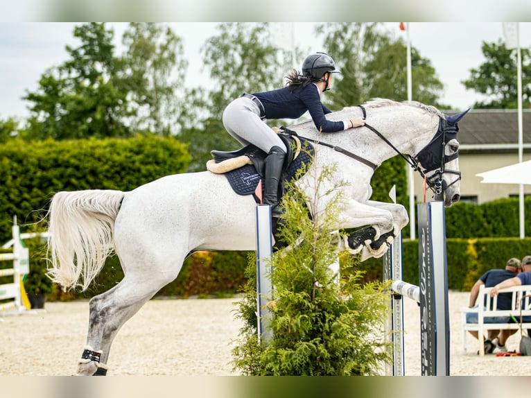 Duits sportpaard Ruin 16 Jaar 184 cm Vliegenschimmel in Warka