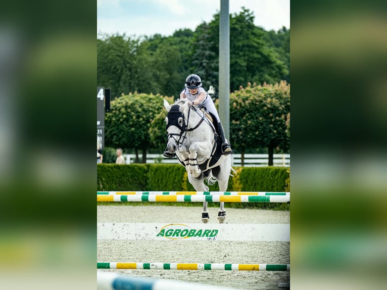 Duits sportpaard Ruin 16 Jaar 184 cm Vliegenschimmel in Warka