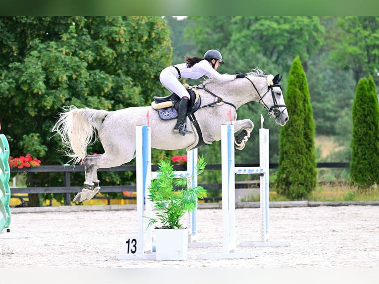 Duits sportpaard Ruin 16 Jaar 184 cm Vliegenschimmel in Michałów Górny