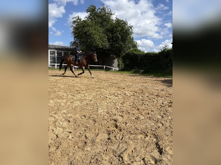Duits sportpaard Ruin 18 Jaar 168 cm Bruin in Ranstadt