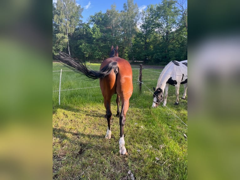 Duits sportpaard Ruin 18 Jaar 170 cm Bruin in Gestüt Pichersee Kraussnick Gross-Wasserburg