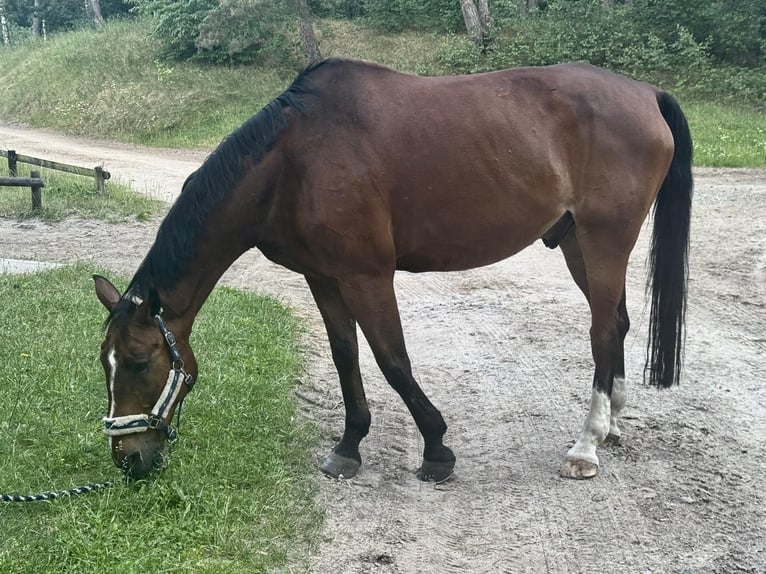Duits sportpaard Ruin 18 Jaar 170 cm Bruin in Gestüt Pichersee Kraussnick Gross-Wasserburg