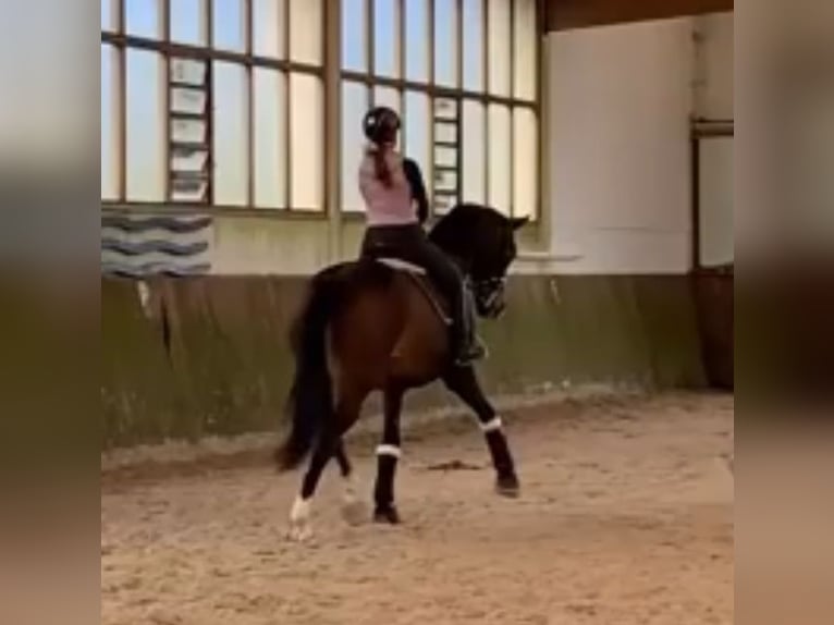Duits sportpaard Ruin 18 Jaar 172 cm Bruin in Neustadt Dosse
