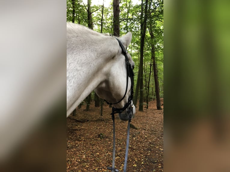 Duits sportpaard Ruin 19 Jaar 182 cm Schimmel in Dettum