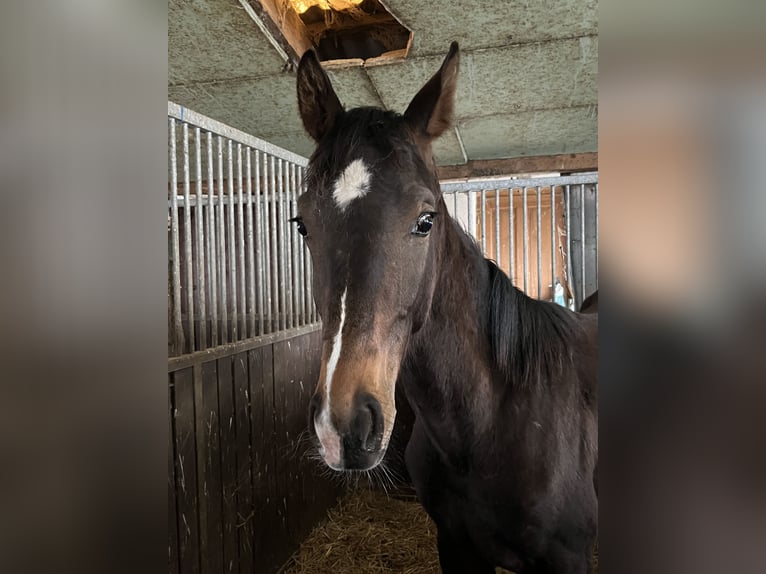 Duits sportpaard Ruin 1 Jaar 170 cm Donkerbruin in Sch&#xF6;llnach