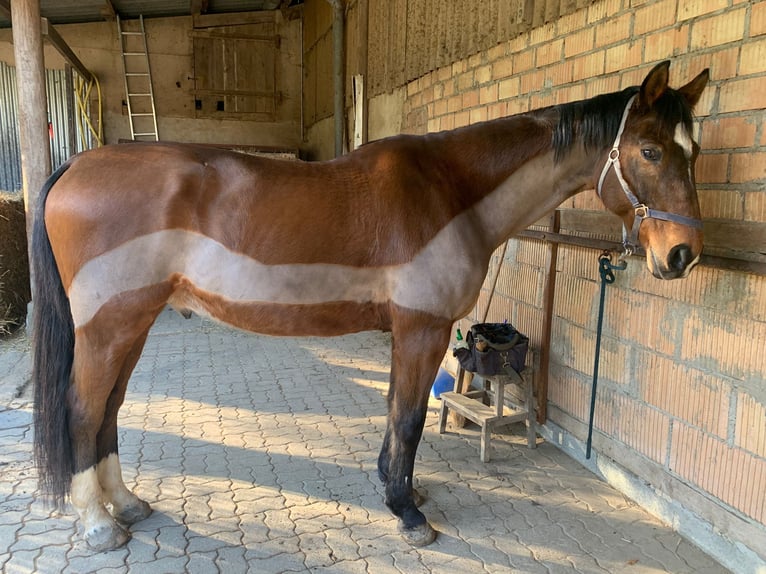 Duits sportpaard Ruin 20 Jaar 170 cm Bruin in Lörrach