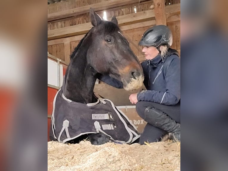 Duits sportpaard Ruin 20 Jaar 175 cm Donkerbruin in Wangen SZ