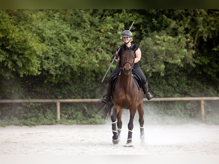 Duits sportpaard Ruin 21 Jaar 162 cm Bruin in Unterföhring