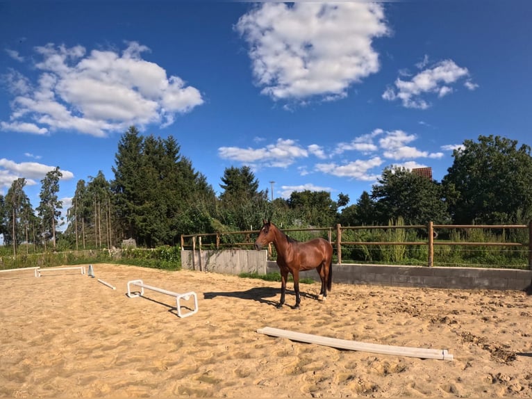 Duits sportpaard Ruin 2 Jaar 164 cm Bruin in Warnow