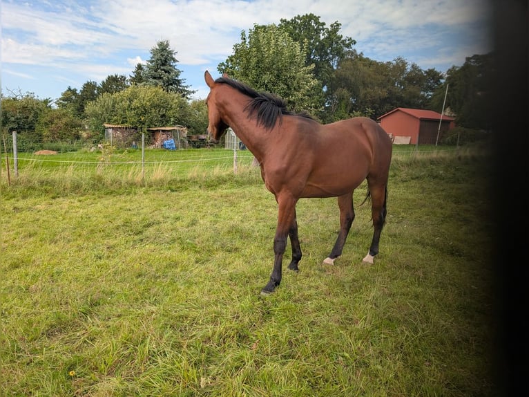 Duits sportpaard Ruin 2 Jaar 164 cm Bruin in Warnow