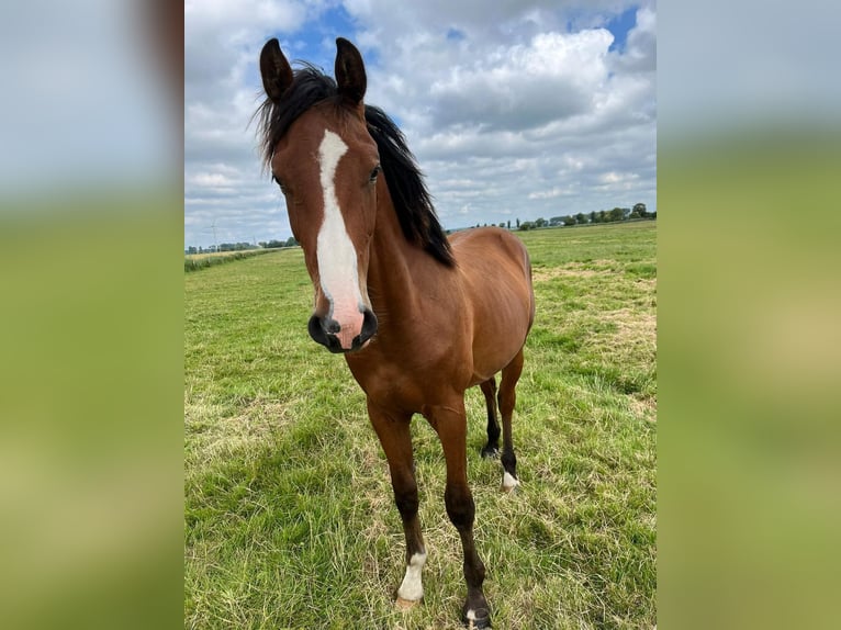 Duits sportpaard Ruin 2 Jaar 166 cm Bruin in Volsemenhusen