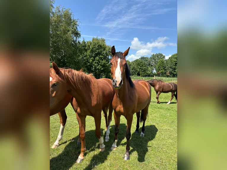 Duits sportpaard Ruin 2 Jaar 166 cm Bruin in Volsemenhusen