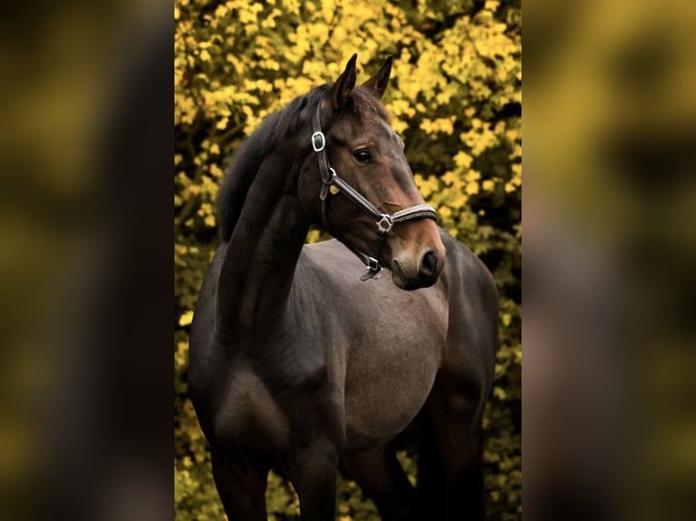 Duits sportpaard Ruin 2 Jaar 167 cm Zwartbruin in Peckfitz