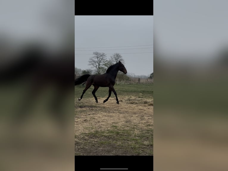 Duits sportpaard Ruin 2 Jaar 167 cm Zwartbruin in Peckfitz