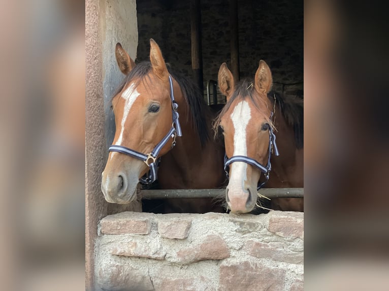 Duits sportpaard Ruin 2 Jaar 170 cm Bruin in Hohe Börde