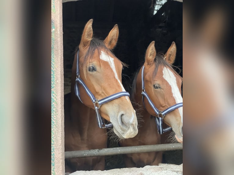 Duits sportpaard Ruin 2 Jaar 170 cm Bruin in Hohe Börde