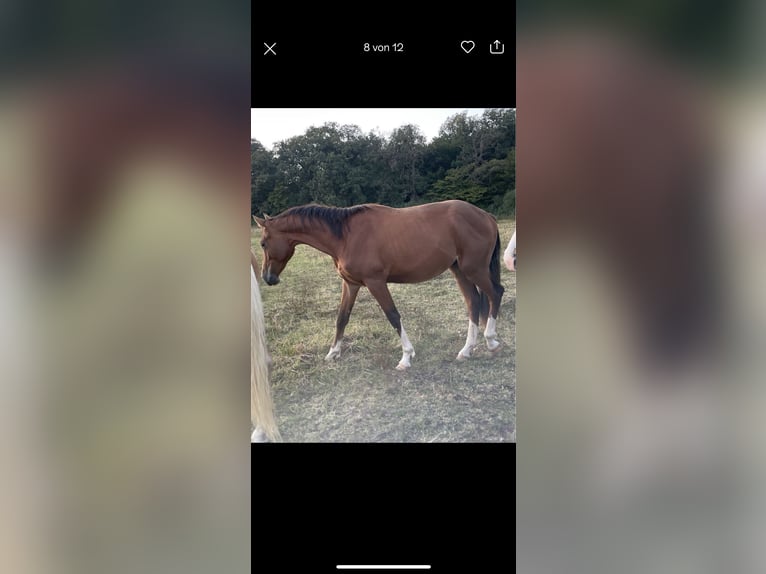 Duits sportpaard Ruin 2 Jaar 170 cm Bruin in Hohe Börde