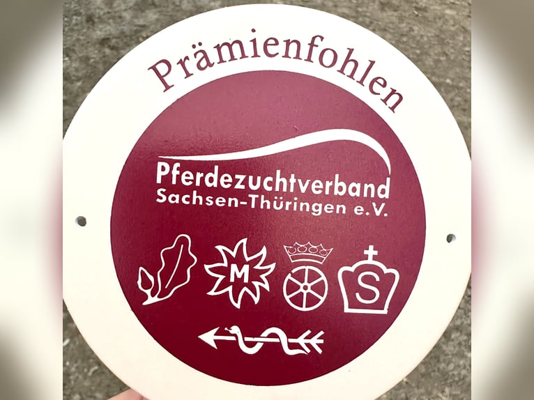 Duits sportpaard Ruin 2 Jaar 170 cm Zwart in Halberstadt