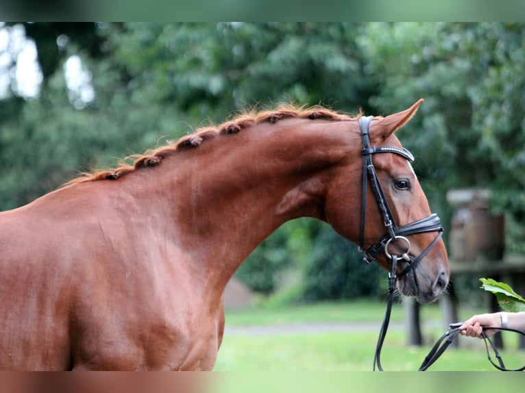 Duits sportpaard Ruin 2 Jaar 172 cm Vos in Kutenholz