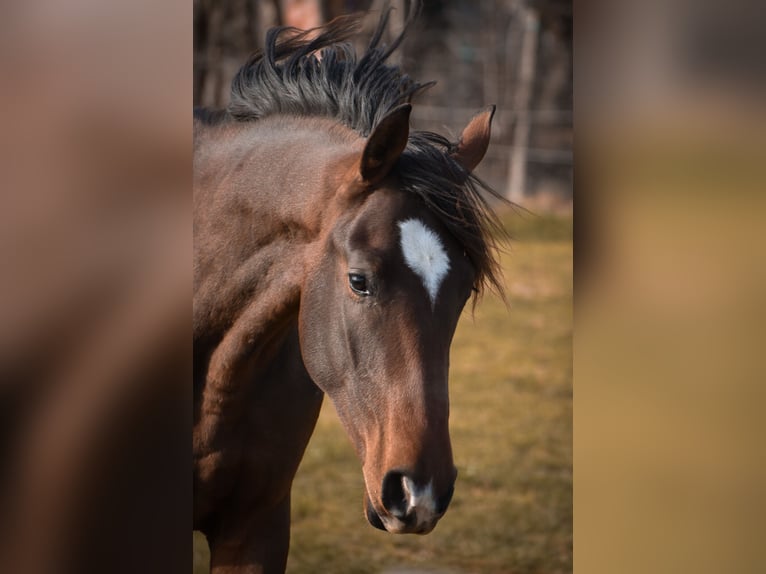 Duits sportpaard Ruin 2 Jaar 175 cm Bruin in Schönau-Berzdorf
