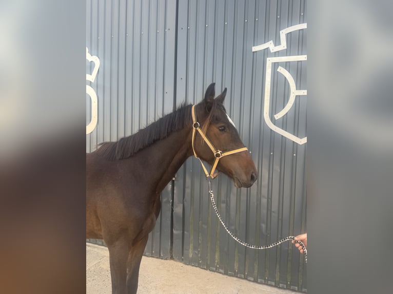 Duits sportpaard Ruin 3 Jaar 160 cm Bruin in Havelaue