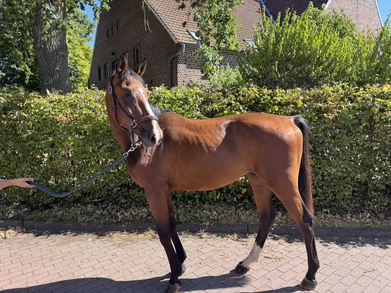 Duits sportpaard Ruin 3 Jaar 160 cm Bruin in Senden