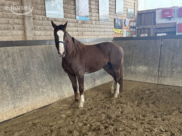 Duits sportpaard Ruin 3 Jaar 160 cm Vos in Lengenfeld