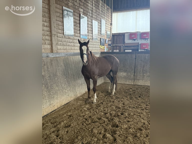 Duits sportpaard Ruin 3 Jaar 160 cm Vos in Lengenfeld