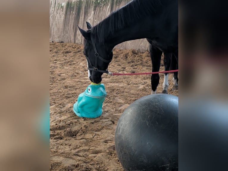 Duits sportpaard Ruin 3 Jaar 160 cm Zwart in Hohenbocka