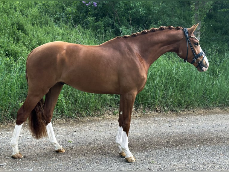 Duits sportpaard Ruin 3 Jaar 162 cm Vos in Jengen