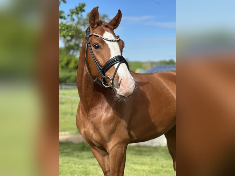 Duits sportpaard Ruin 3 Jaar 162 cm Vos in Jengen