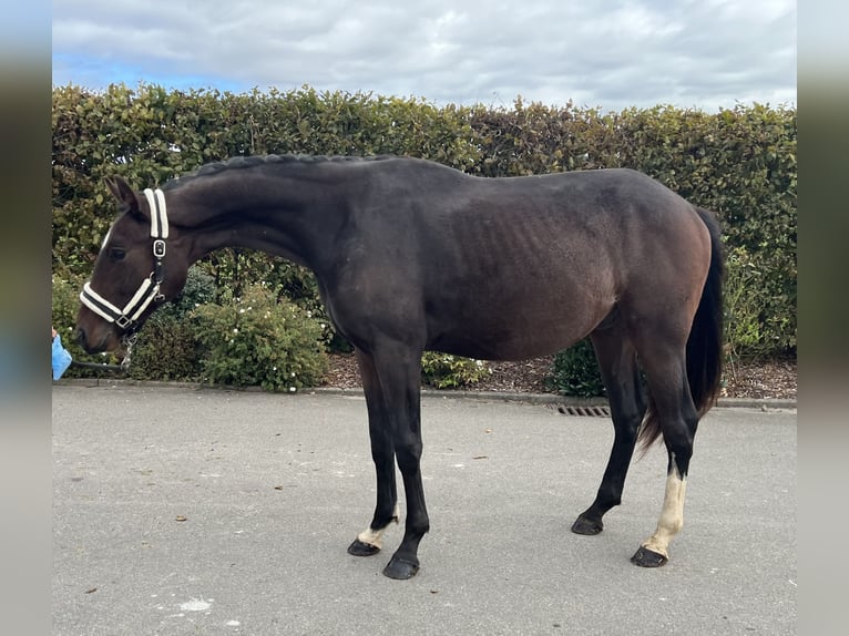 Duits sportpaard Ruin 3 Jaar 163 cm Bruin in Mengen