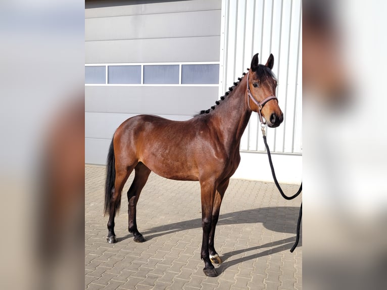 Duits sportpaard Ruin 3 Jaar 163 cm Bruin in Lauda-Königshofen