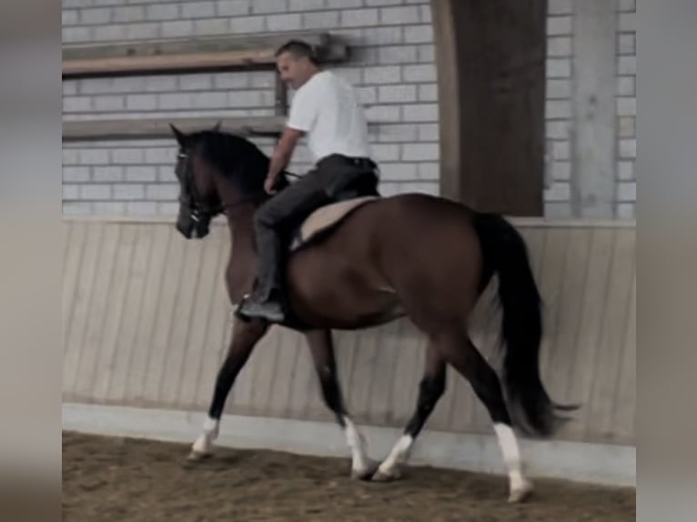 Duits sportpaard Ruin 3 Jaar 163 cm Bruin in Straubenhardt