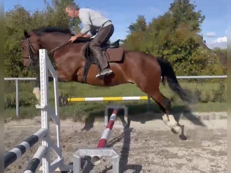 Duits sportpaard Ruin 3 Jaar 163 cm Bruin in Straubenhardt