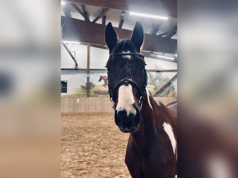 Duits sportpaard Ruin 3 Jaar 163 cm Gevlekt-paard in Leipzig