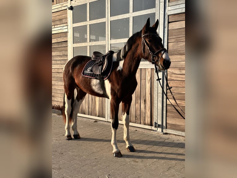 Duits sportpaard Ruin 3 Jaar 164 cm Gevlekt-paard in Leipzig